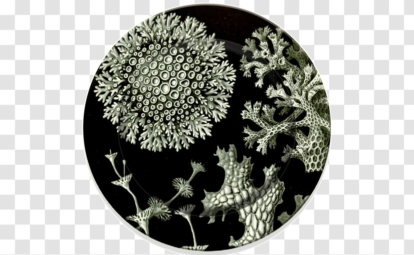 Art Forms In Nature Lichen Lithography Air Pollution - Decorative Arts Transparent PNG