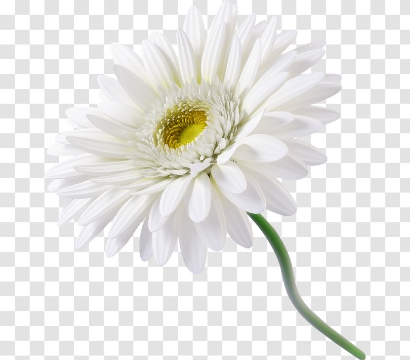 Chamomile Common Daisy Flower Clip Art Transparent PNG