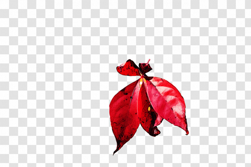 Leaf Petal Red Flower Plant Structure Transparent PNG