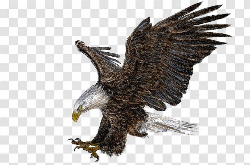 Bald Eagle Drawing Illustration - Hawk - Wings Transparent PNG