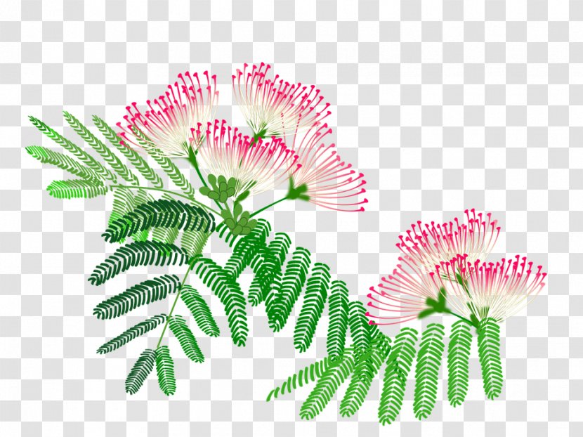 Persian Silk Tree Flower Monkey Pod Image Plants Transparent PNG