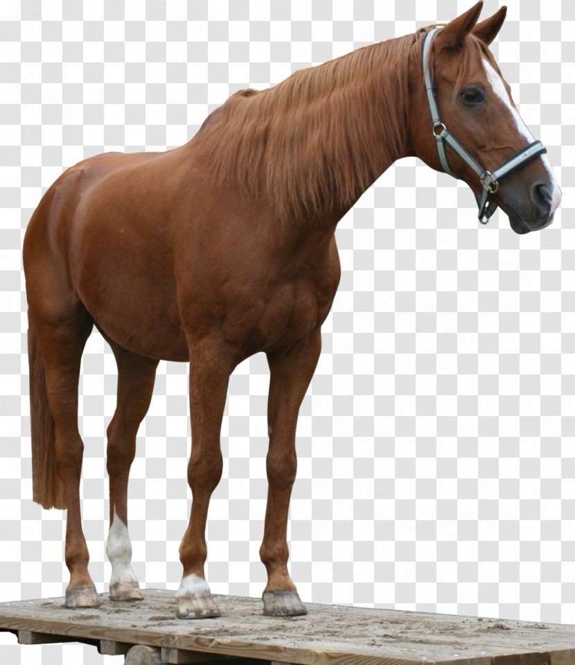 American Quarter Horse Arabian Mustang Stallion Andalusian - Chestnut Transparent PNG