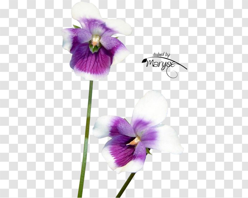 Flower Newton's Yarn Country Violet Image Photograph - Petal - Australian Native Transparent PNG