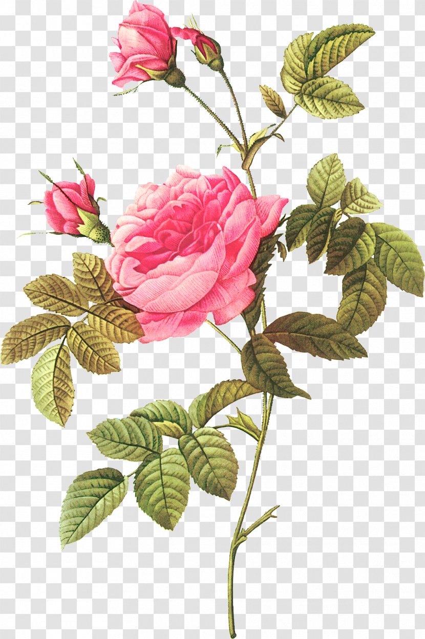 Botanical Illustration Botany Les Roses Flower - Branch Transparent PNG