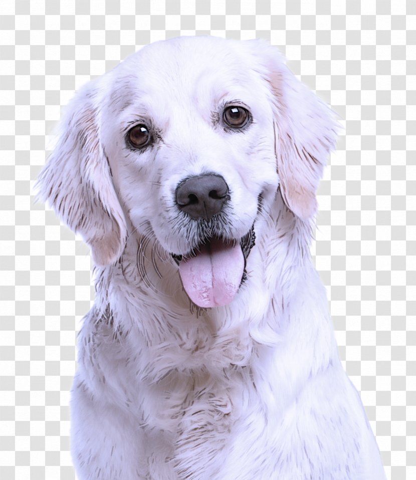 Dog Breed White Golden Retriever - Great Pyrenees Transparent PNG