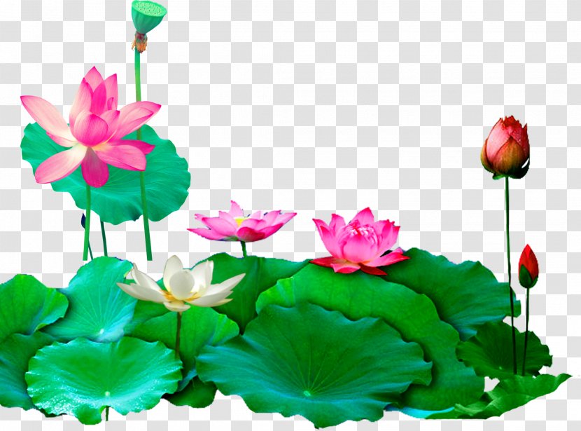 Download - Petal - Lotus Transparent PNG