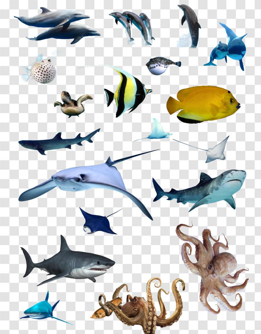 Marine Biology Fish Ocean Mammal - Stock Photography - Sea Food Web Acidification Transparent PNG