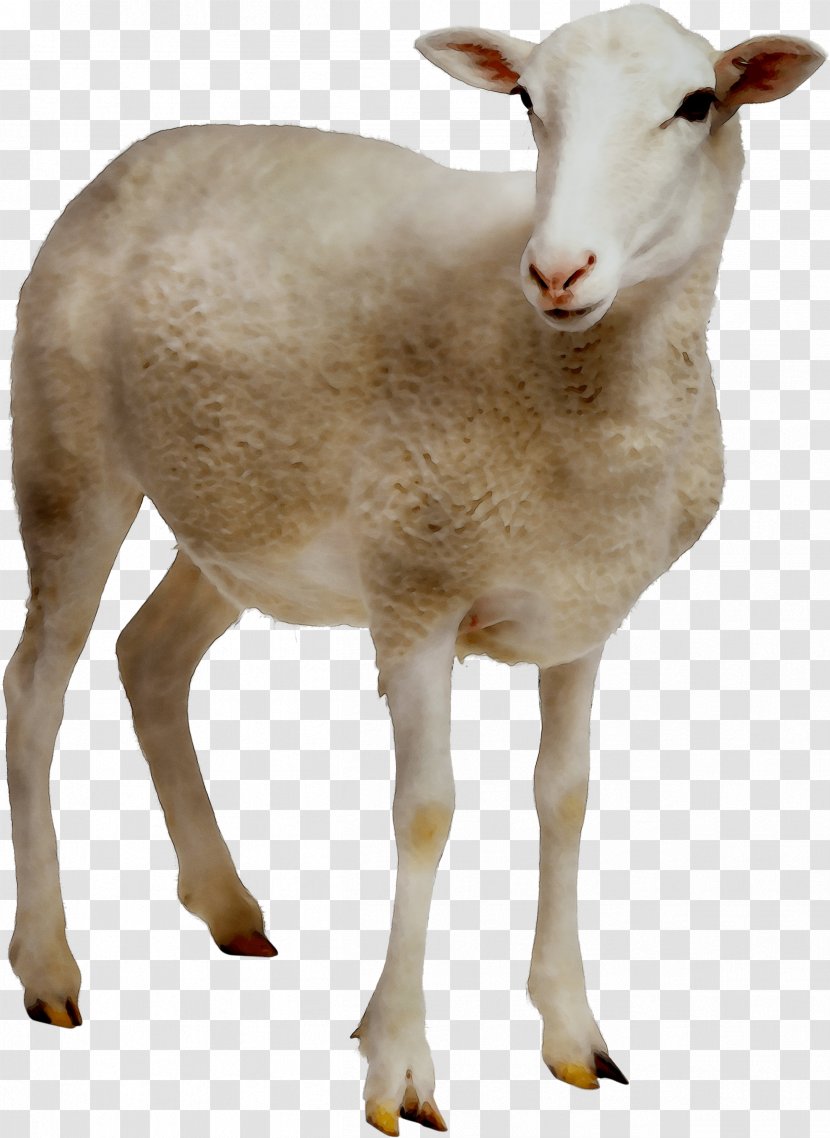 Sheep Farming Goat Clip Art - Goatantelope - Vertebrate Transparent PNG