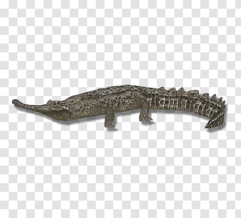Crocodiles Gharial Nile Crocodile American Alligator - Yacare Caiman Transparent PNG