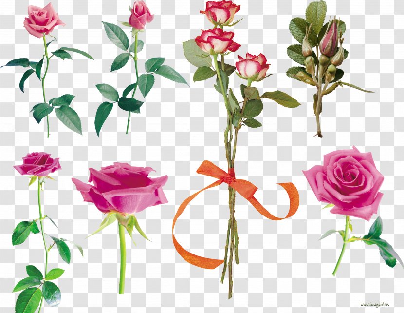 Garden Roses Flower Centifolia Pink Petal Transparent PNG