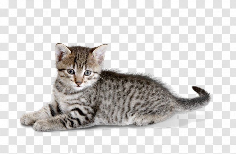 Dragon Li Kitten American Shorthair California Spangled Wirehair Transparent PNG