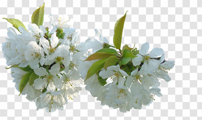 Flower Blog Clip Art - Bouquet - Blossoms Transparent PNG