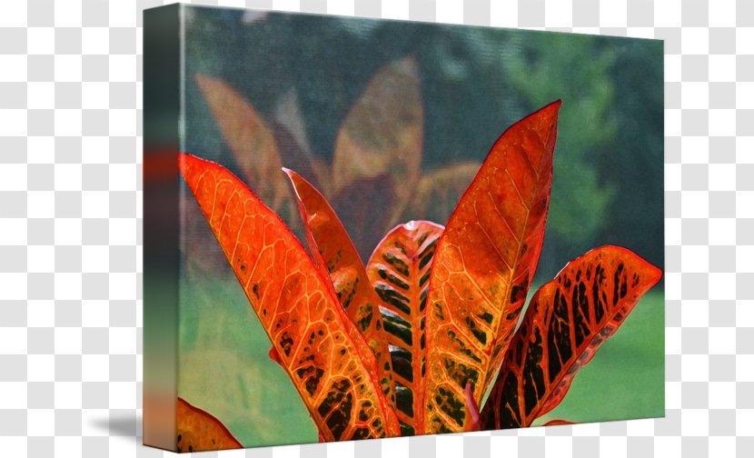 Leaf Garden Croton Houseplant Crotons - Tropical Plant Transparent PNG