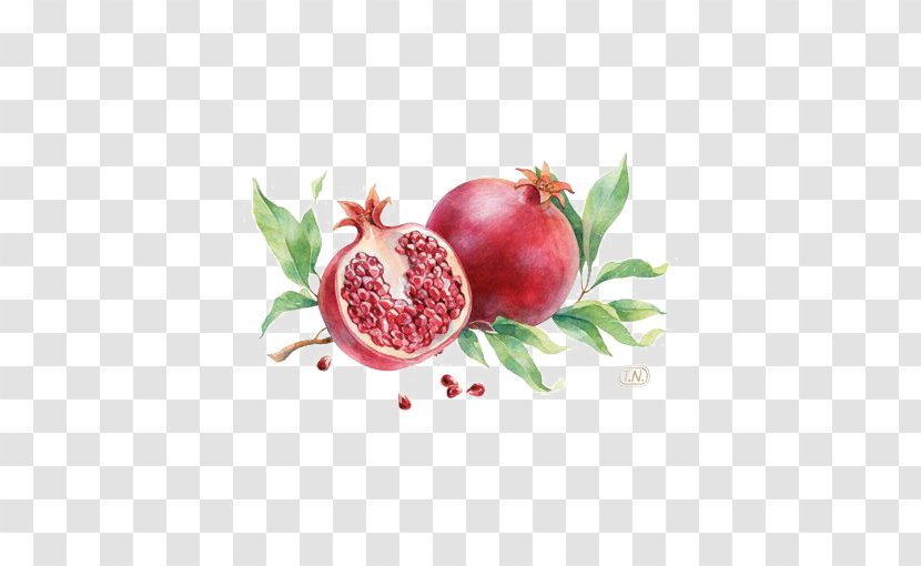 Pomegranate Fruit Red - Colored Pencil - Watercolor Transparent PNG