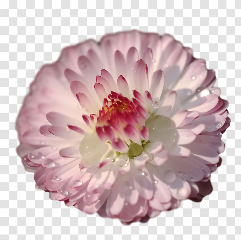 Chrysanthemum Transvaal Daisy Dahlia Cut Flowers Petal Transparent PNG