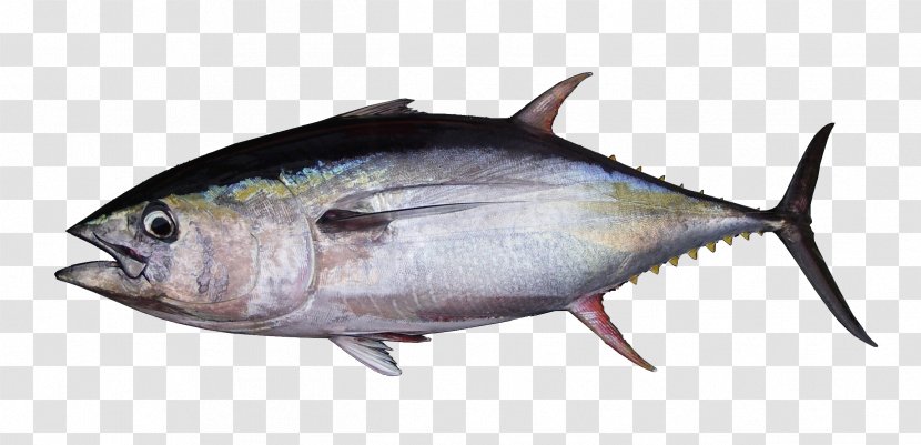 Albacore Bigeye Tuna Atlantic Bluefin Southern Yellowfin - Seafood Transparent PNG