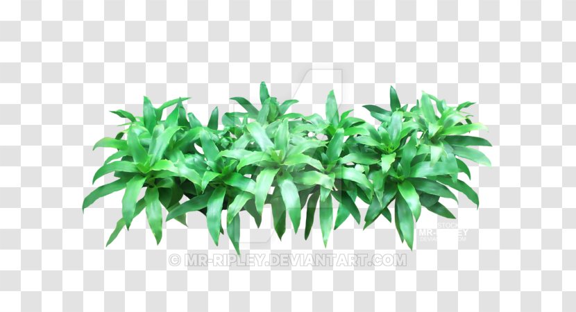 Leaf Flowerpot Herb Tree Transparent PNG