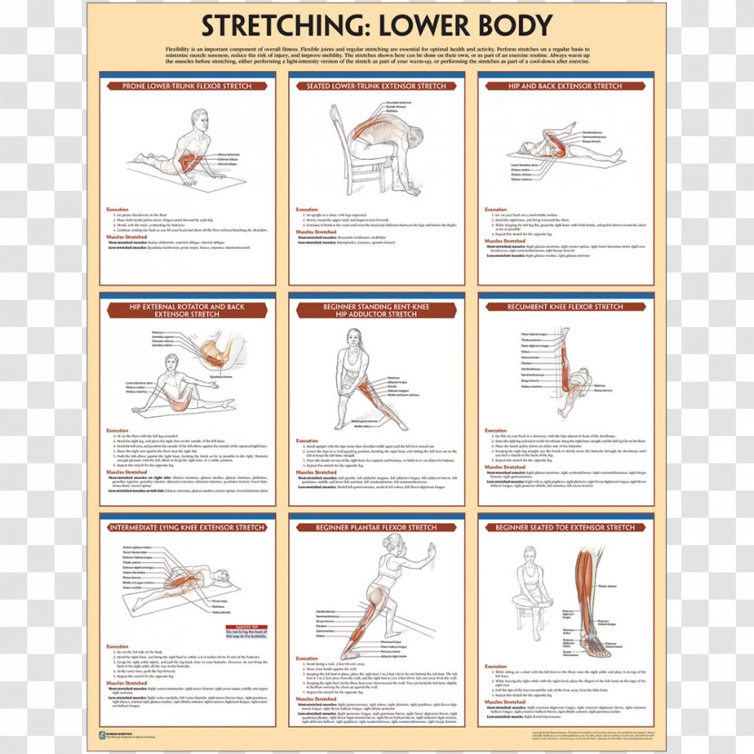Stretching Poster Paper Exercise - Anatomy - Sport Transparent PNG