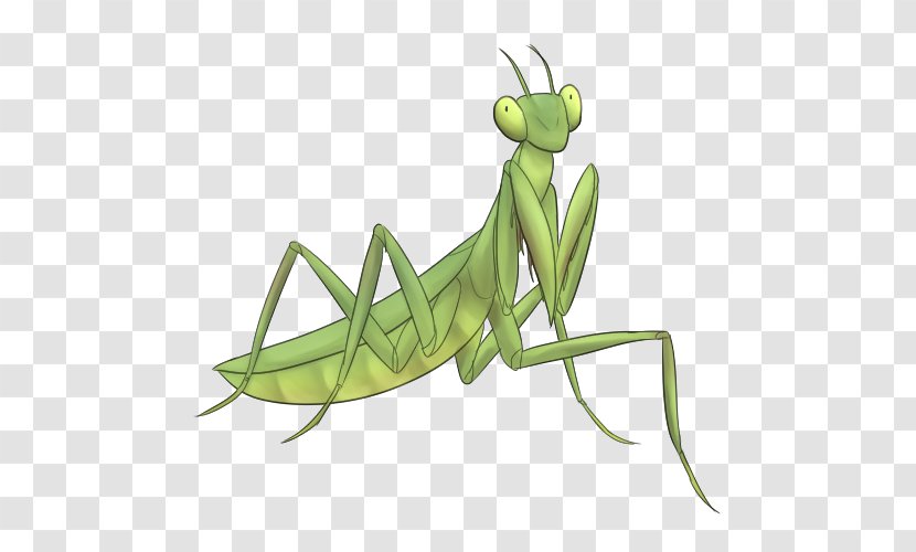 Locust Mantis Clip Art - Arthropod - Design Transparent PNG