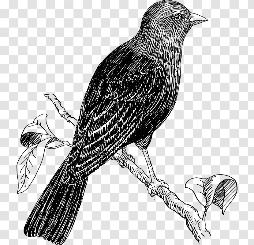 Bird Cuckoos Drawing Clip Art - Organism - Perched Raven Overlay Transparent PNG
