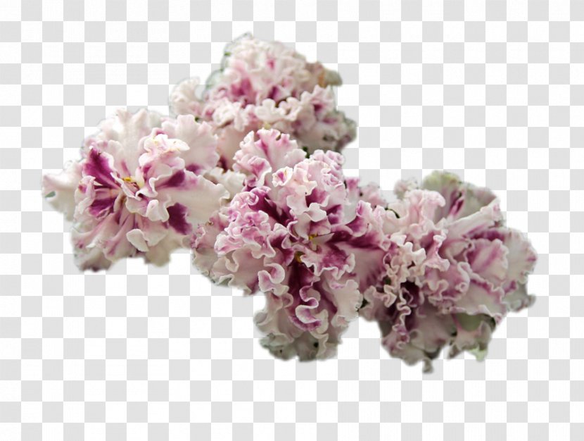 Cut Flowers Cherry Blossom Pink M ST.AU.150 MIN.V.UNC.NR AD Transparent PNG
