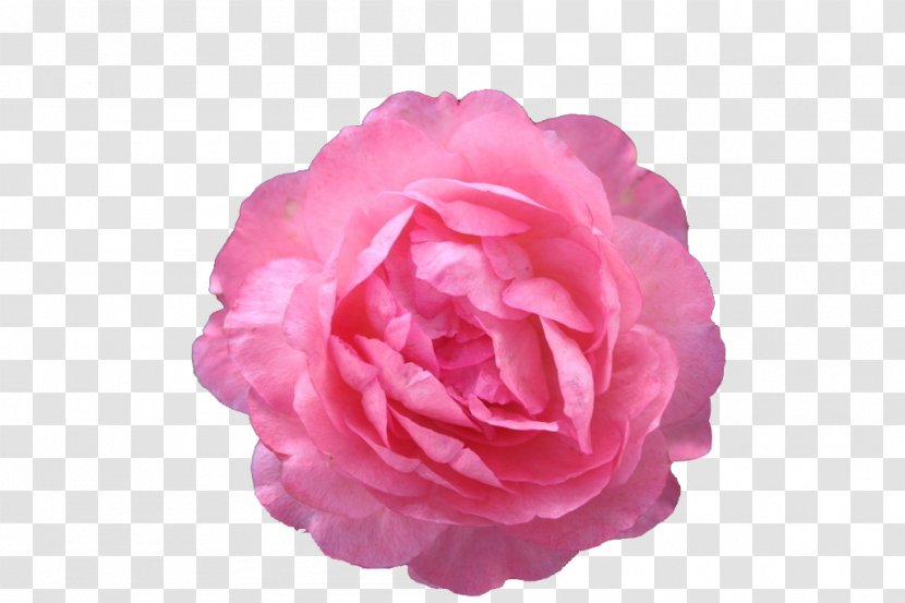 Moutan Peony Icon - Rose Transparent PNG