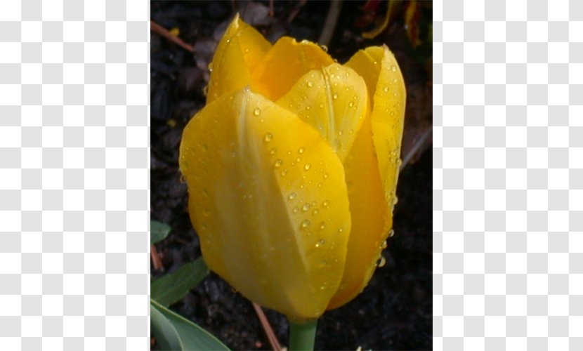 Tulip Petal Plant Stem Herbaceous - Flowering Transparent PNG