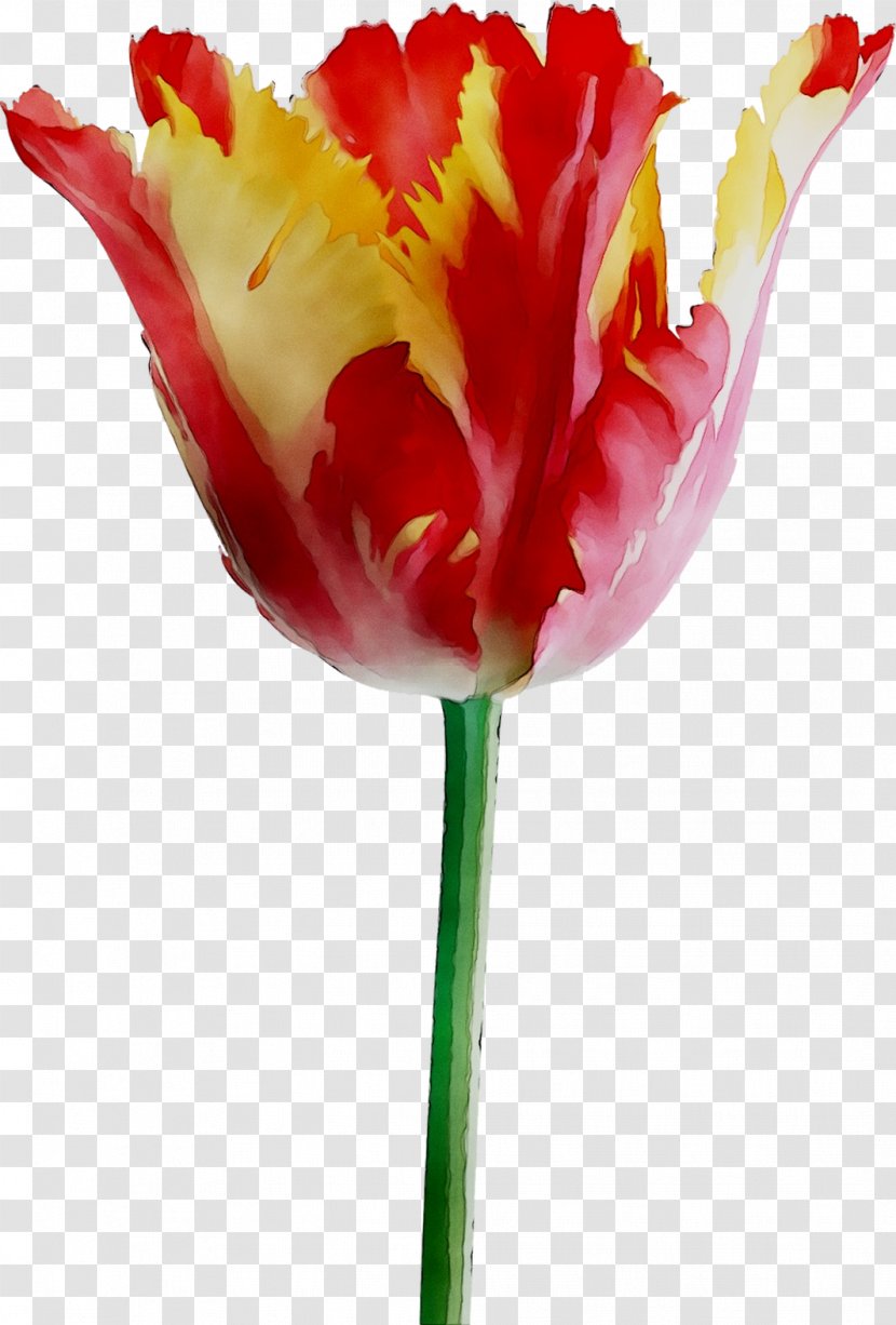 Tulip Cut Flowers Plant Stem Petal - Botany - Hippeastrum Transparent PNG