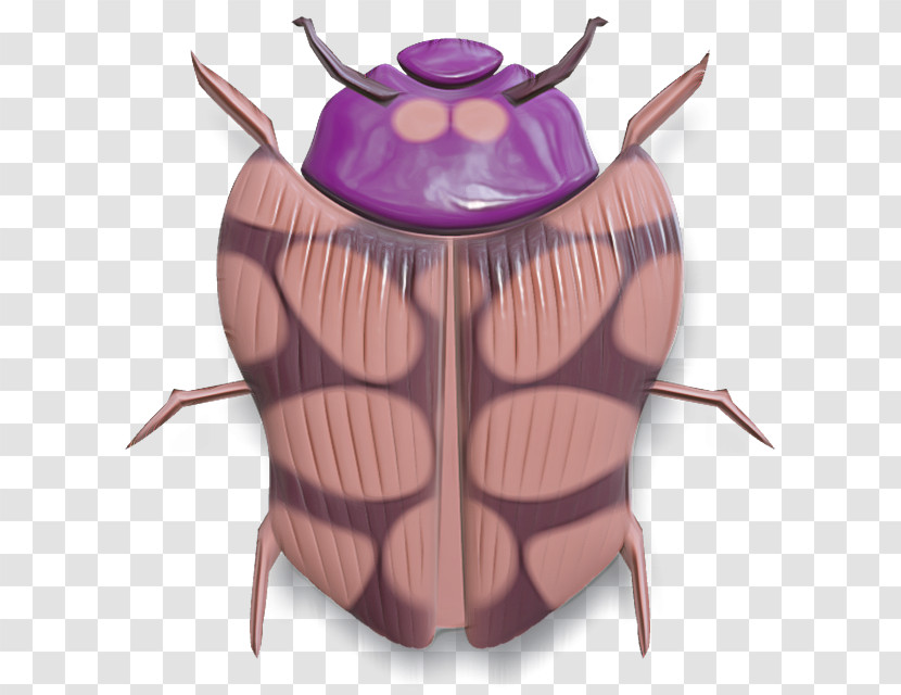 Insect Beetle Bug Transparent PNG