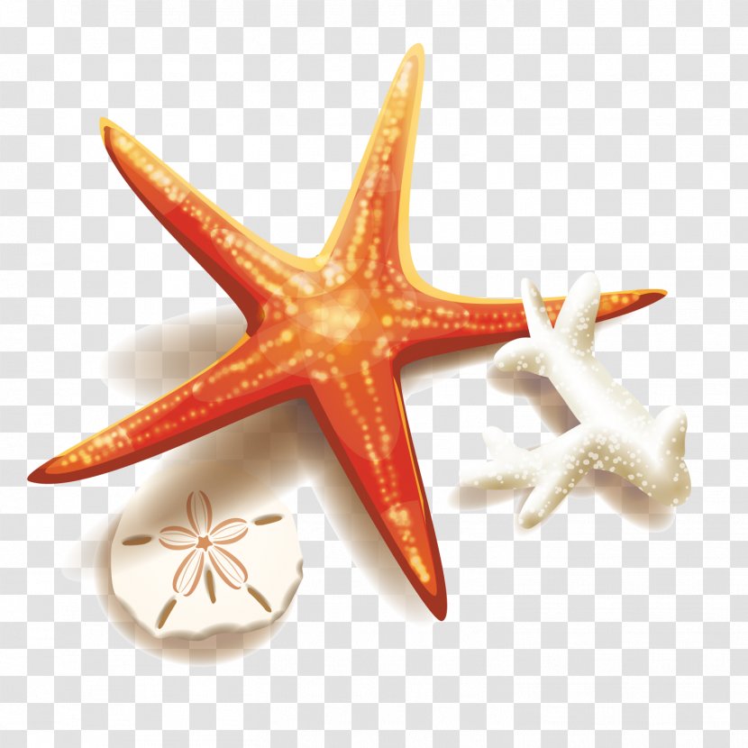 Stock Illustration Clip Art - Seashell - Starfish And Coral Transparent PNG