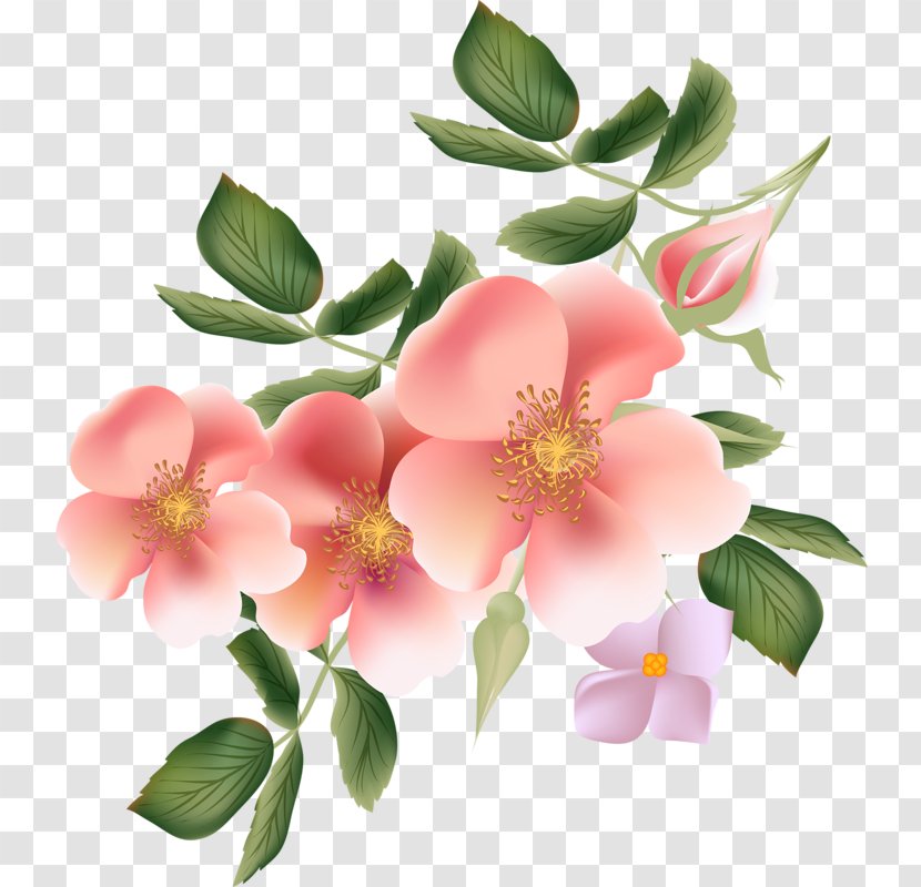 Rose Wallpaper - Flower - Pink Transparent PNG