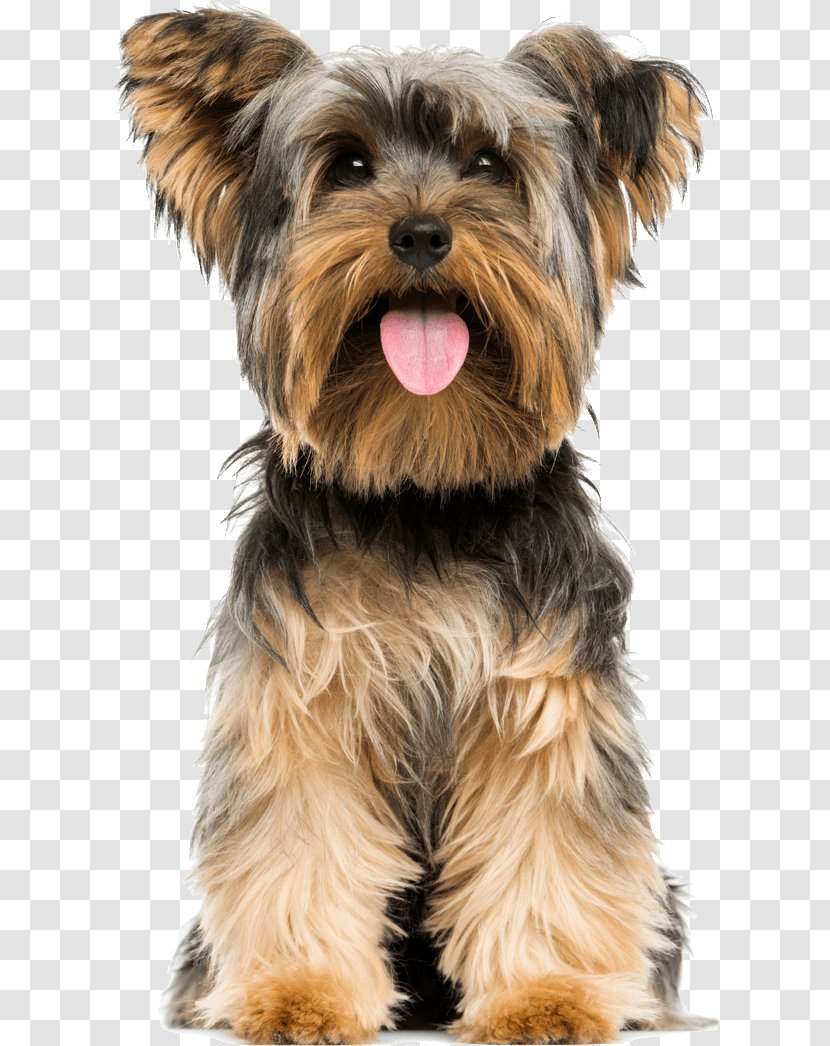 Yorkshire Terrier Boston Puppy Airedale American Staffordshire Transparent PNG