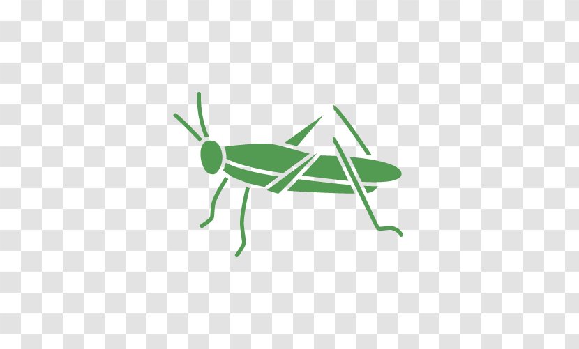Grasshopper Insect Pest Clip Art - Logo Transparent PNG