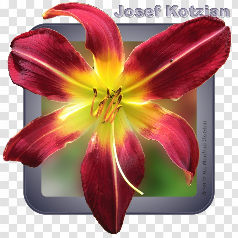 Amaryllis Cut Flowers Daylily Jersey Lily - Plant - The Matrix Reloaded Transparent PNG