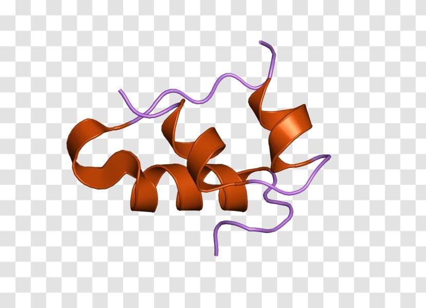 Insulin Receptor Resistance Signal Transduction Peptide Hormone - Protein Transparent PNG