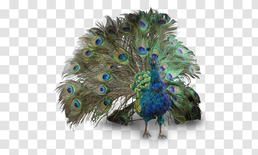 Peafowl Feather Clip Art - Asiatic - Peacock Transparent PNG