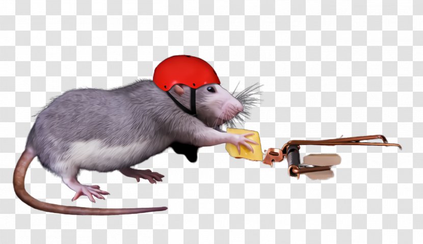 Rat Mouse Muridae Pest Muroidea - Animation Mousetrap Transparent PNG