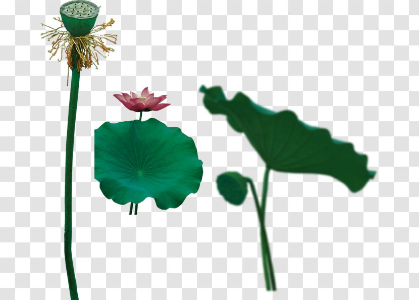 Sacred Lotus Image GIF - Flower - Bbs Background Transparent PNG