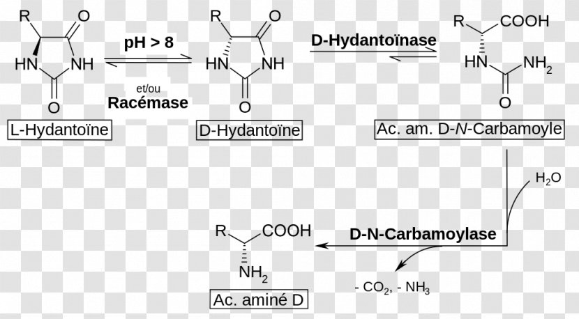 Racemization Amino Acid Dating Hydantoin - Organic Chemistry - Black And White Transparent PNG