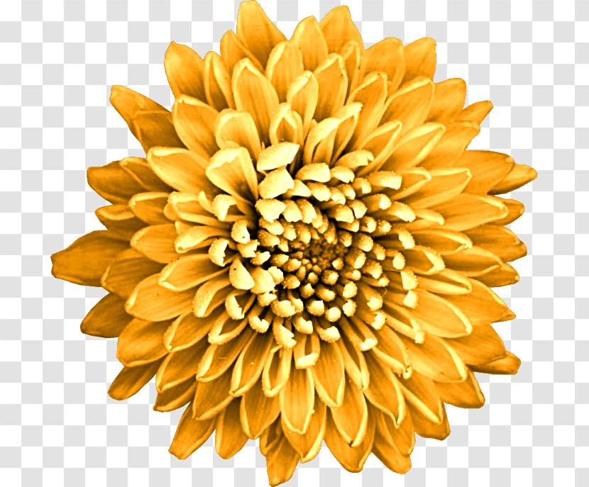 MoneySavingExpert.com Limited Price Chrysanthemum YouTube - Flowering Plant - Azaleacutee Badge Transparent PNG