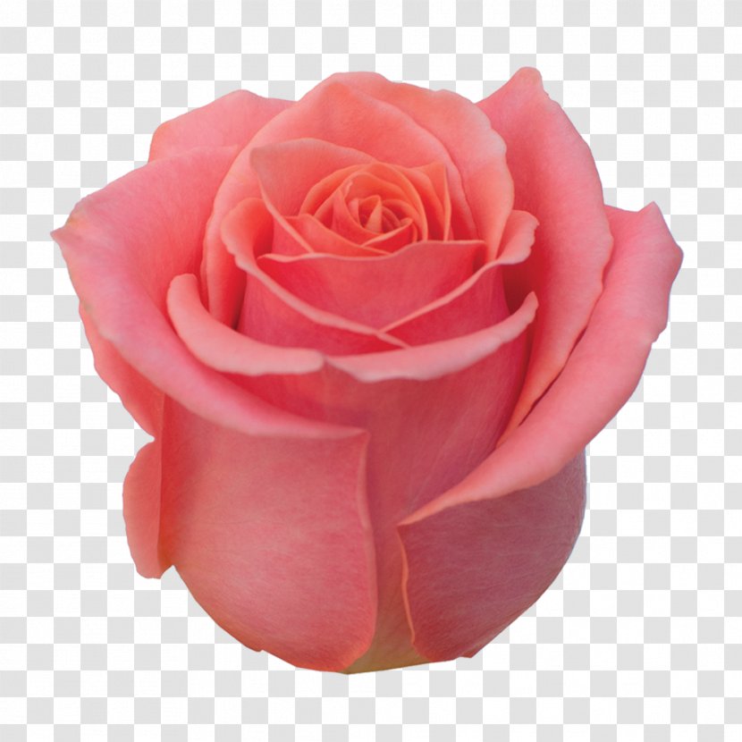 Garden Roses Cabbage Rose Floribunda Cut Flowers Petal - Roze Flower Transparent PNG