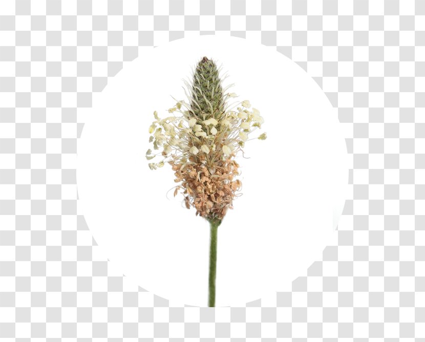 Flower Cooking Banana Ribwort Plantain Stock Photography Rose - Grass Family Transparent PNG