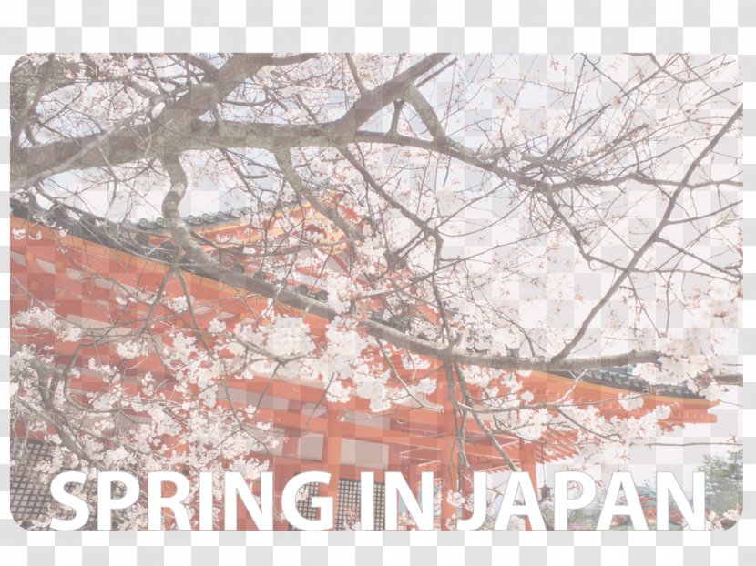 Heian Shrine Cherry Blossom Jingu Wallpaper - Area - Fatherdaughter Dance Transparent PNG