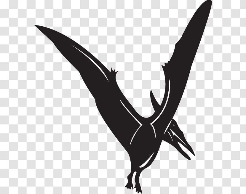 Clip Art Line Illustration Pteranodon - Bird Of Prey Transparent PNG