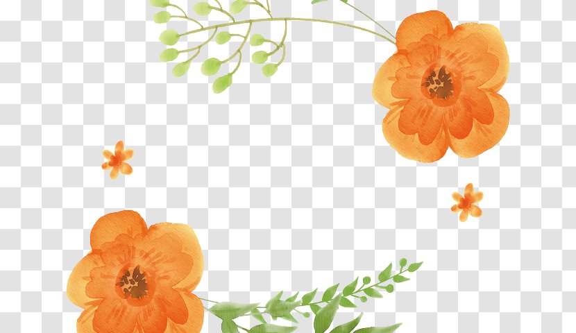 Watercolor Floral Background - Painting - Wildflower Poppy Family Transparent PNG