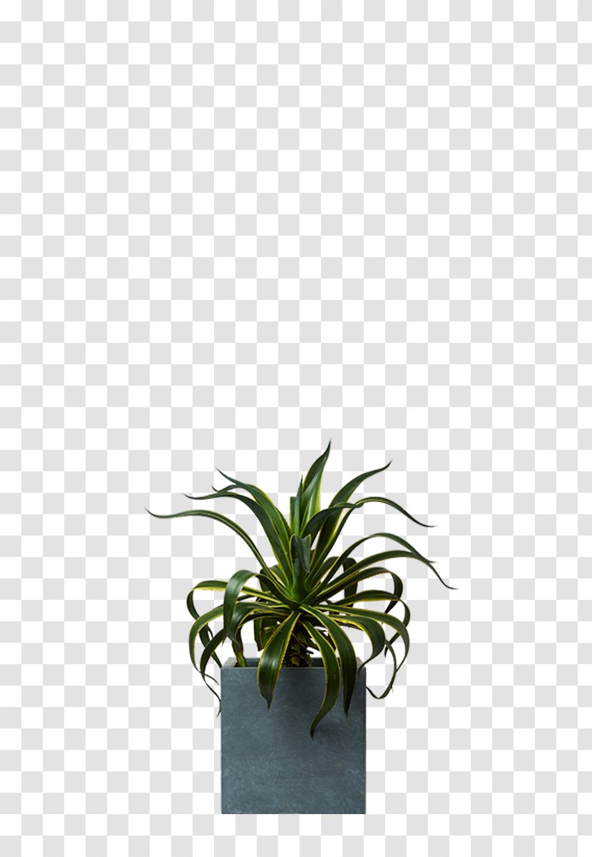 Agave Aloes Houseplant Agavaceae - Genus - Plant Transparent PNG
