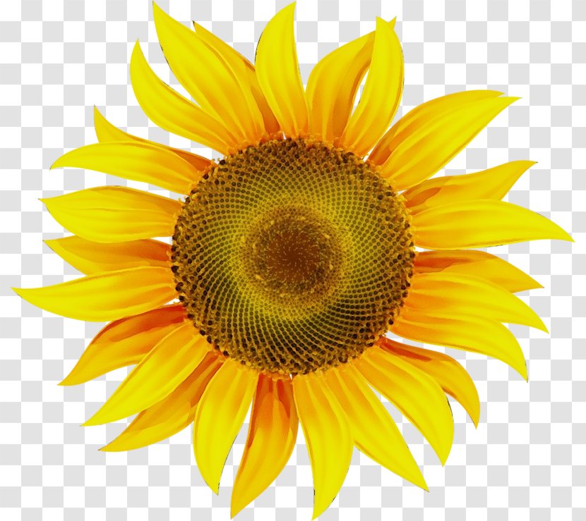 Sunflower - Watercolor - Pollen Closeup Transparent PNG