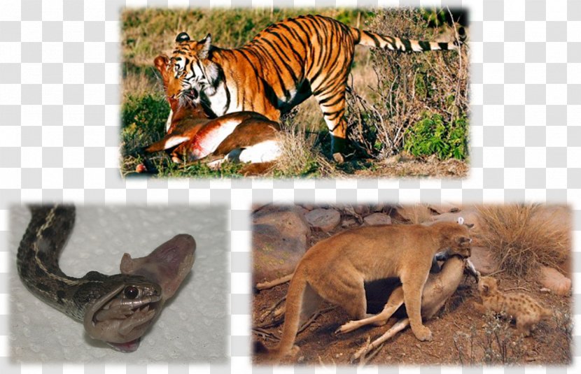 Terrestrial Animal Homo Sapiens Wildlife Big Cat - Eating - Reban Transparent PNG