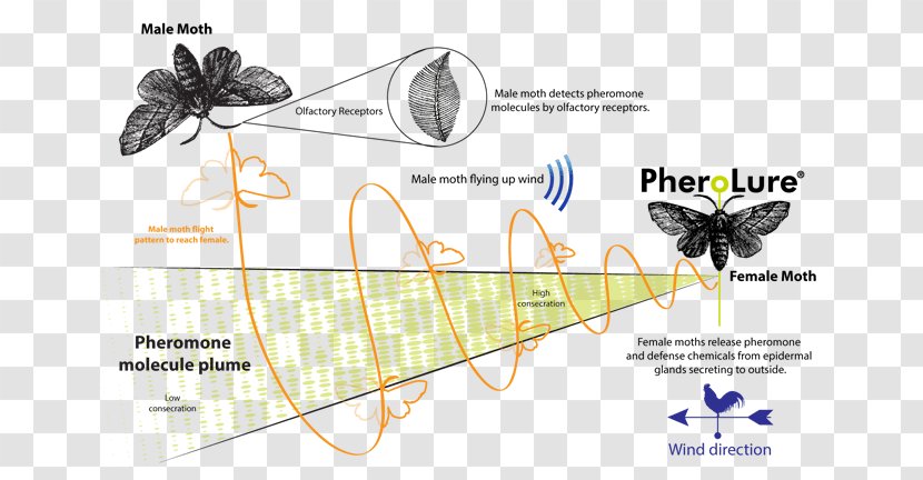 Butterfly Moth Wing Graphics Insect - Diagram - Male Scale Transparent PNG