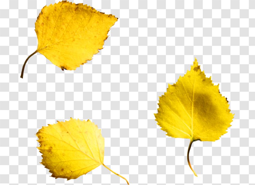 Leaf - Time Flies Transparent PNG